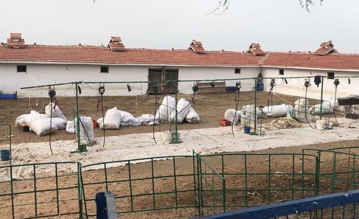 Koyun kırkma sırasında 11 işçi akıma kapıldı: 1 ölü!