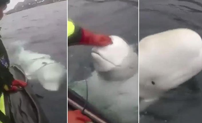 İnanılmaz iddia! Rusların yeni casusu mu?