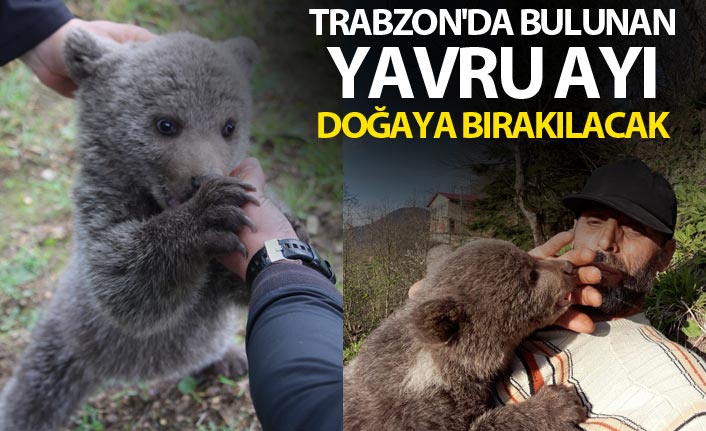 Trabzon'da bulunan Yavru ayı doğaya bırakılacak