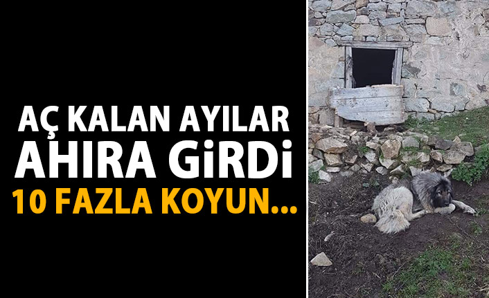 Ahıra giren aç ayı koyunlara saldırdı