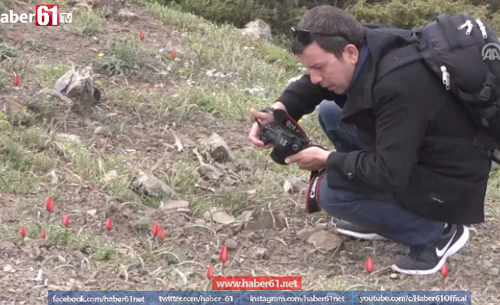 Bu laleyi koparmanın cezası 60 bin TL!