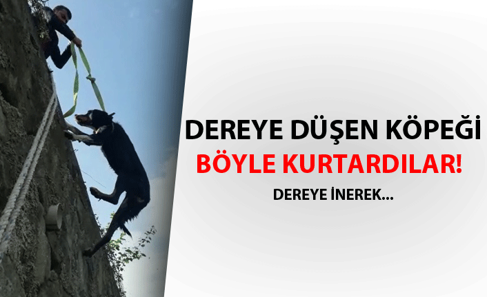 Dereye düşen köpeği böyle kurtardılar!