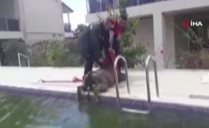 Buzağı yüzme havuzuna girerse...
