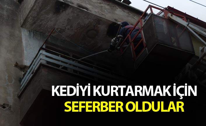 Trabzon'da kediyi kurtarmak için seferber oldular