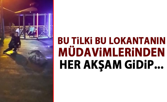  Bu tilki bu restoranın müdavimlerinden