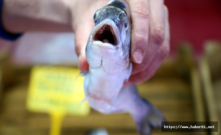 Balığa Ramazan ayarı