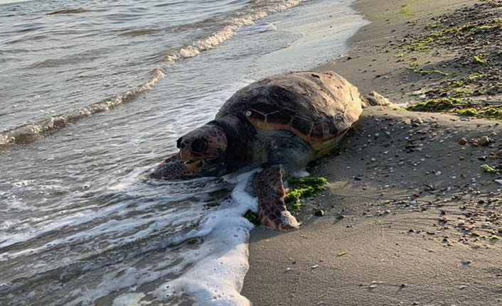 Nesli tükenme tehlikesi altında! Ölü olarak...