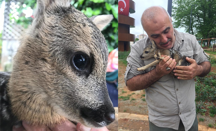 Trabzon'da bulundu, koruma altına alındı!