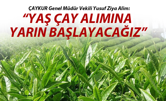 ÇAYKUR yaş çay alımına yarın başlayacak!