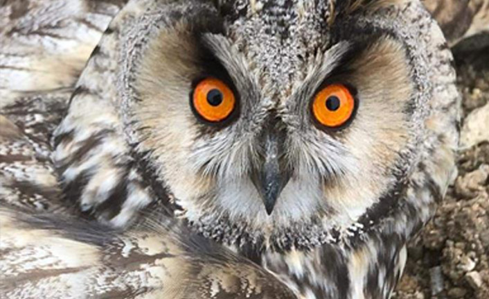 Trabzon'da bulunan baykuş tedavi edilip salındı