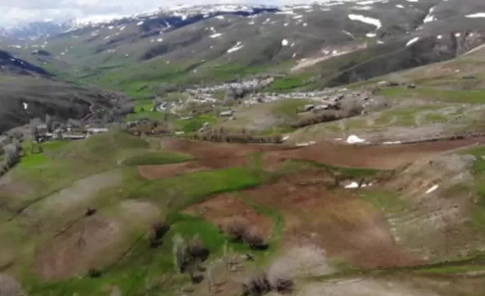 Bal arayan ayılar evlere zarar verdi