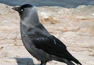 Allah Diyen Kargadan Rekor