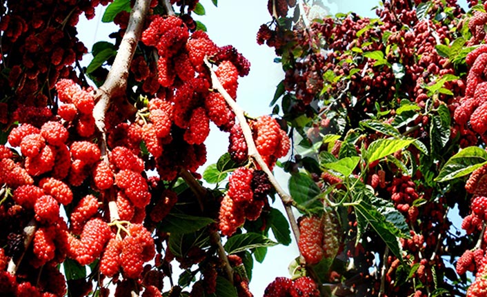 Yapraktan çok meyvesi var - Görenleri şaşırtıyor