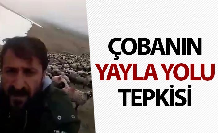 Trabzon'da çobanın yayla yolu tepkisi