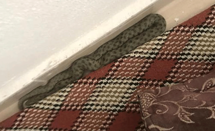 Oturma odasına girince şoke oldular!