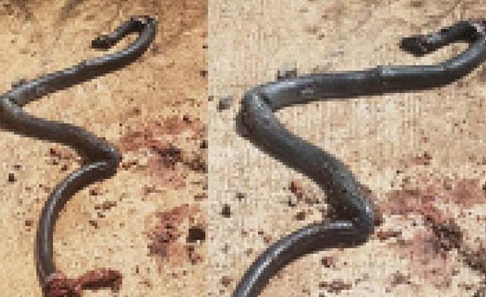 Buğday tarlasında korku dolu anlar!