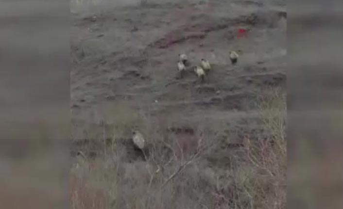 Aç kalan domuz sürüsü karayoluna indi