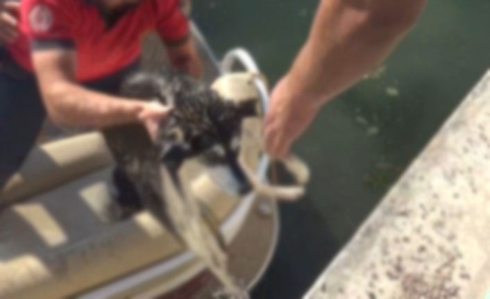 Köpek için itfaiye ekipleri seferber oldu!