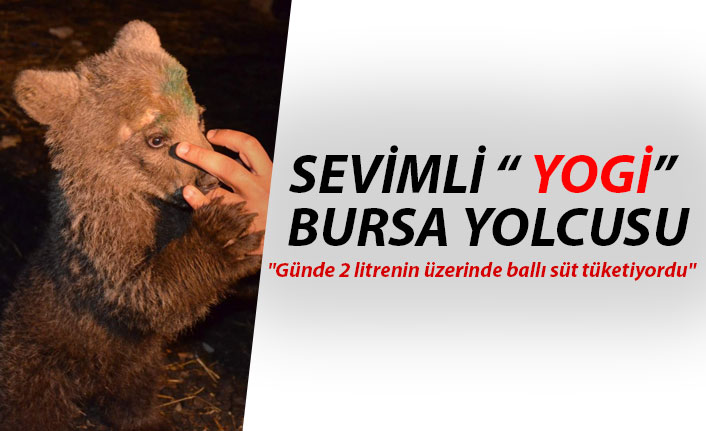Sevimli ayı ‘Yogi’ Bursa yolcusu
