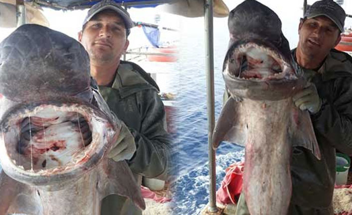 Yakaladığı balığın türünü öğrenince...