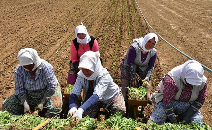 Kadınların takdir edilen mücadelesi - Acı tütünden tatlı hayaller