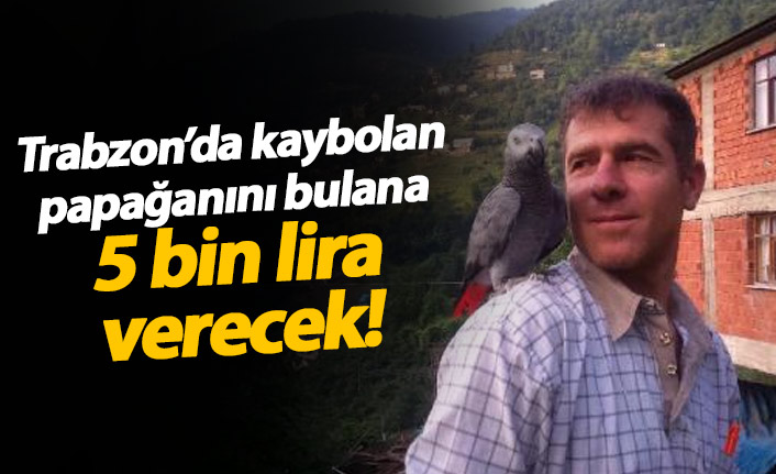 Trabzon'da kaybolan papağanını bulana 5 bin Lira verecek!