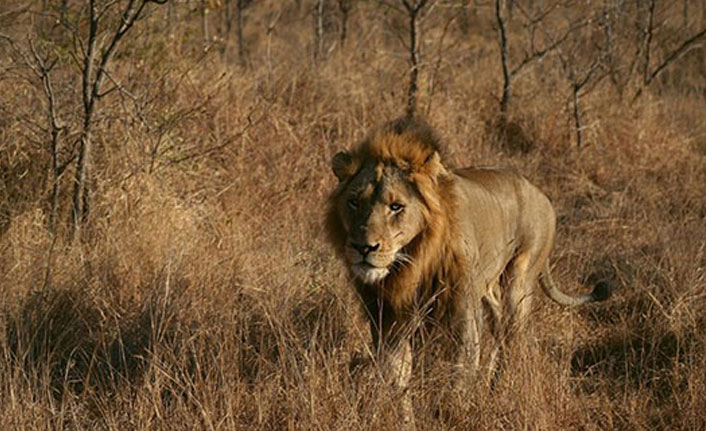 Kenti kaçak aslan korkusu sardı!