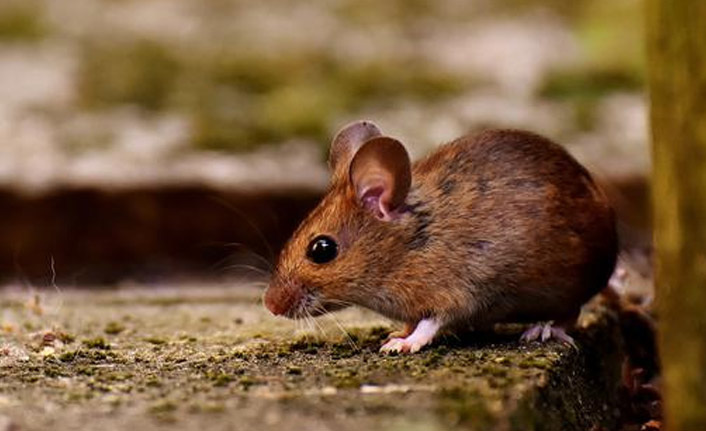 Almanya'da fare virüsü paniği