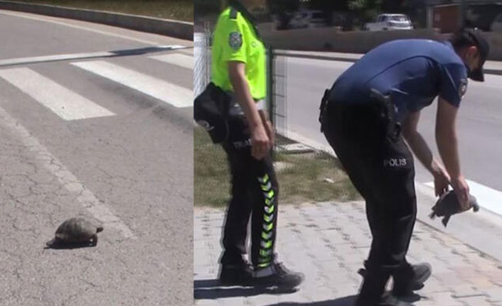 Bir anda çıktı, trafiğin durmasına neden oldu!