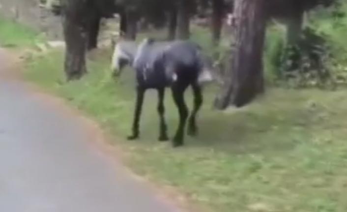 Atın yürek sızlatan hali