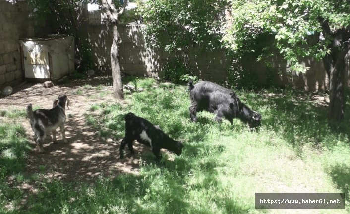  Engelli çocuğu süt içsin diye borçla aldığı keçileri kayboldu