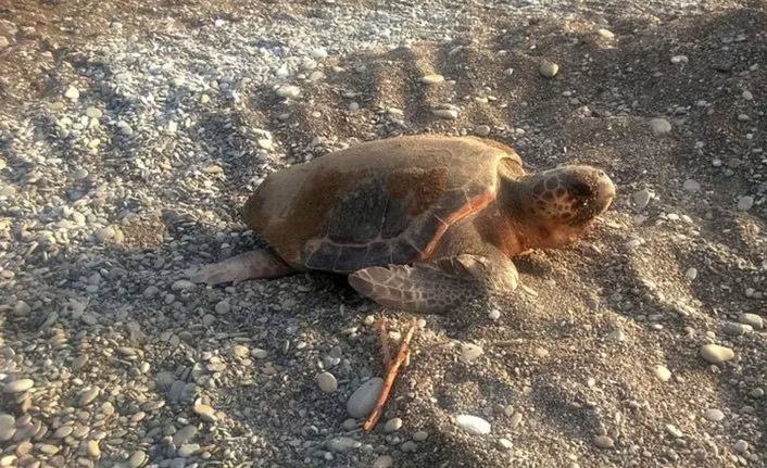 Caretta carettaya taşla vurup, üzerine bindiler