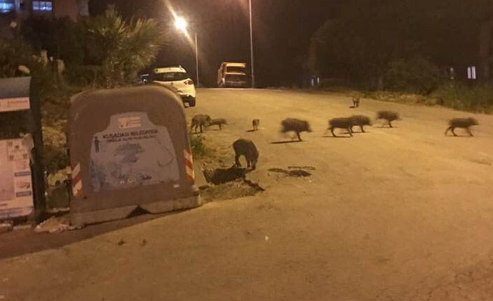 Domuz sürüsü merkeze indi