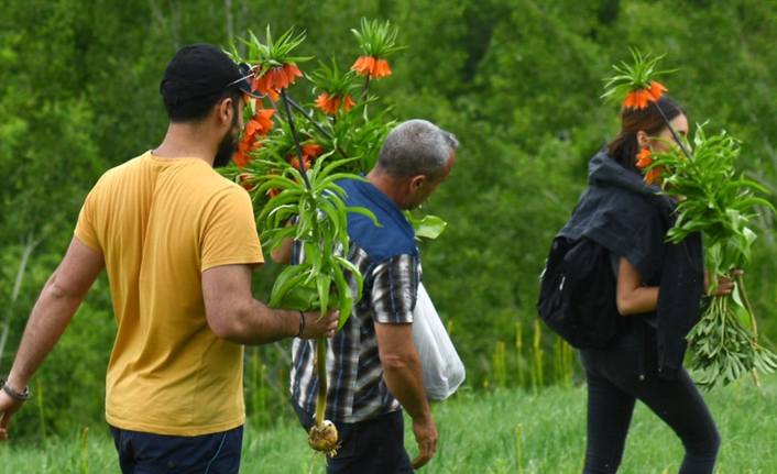 Koruma altındaki laleleri koparanlara 180 bin tl ceza!