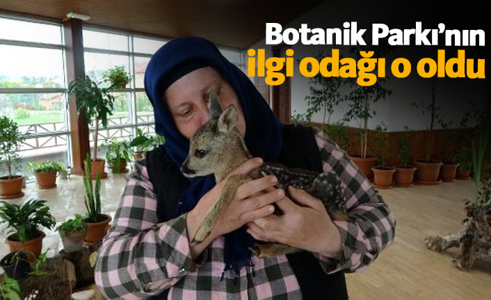 Trabzon'da Botanik Park'ta yavru karaca ilgi odağı oldu