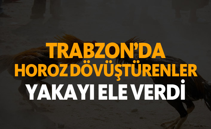 Trabzon'da horoz dövüştürenler yakayı ele verdi!