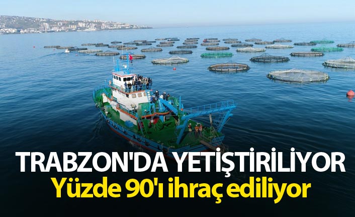 Trabzon'da yetiştiriliyor - Yüzde 90'ı ihraç ediliyor
