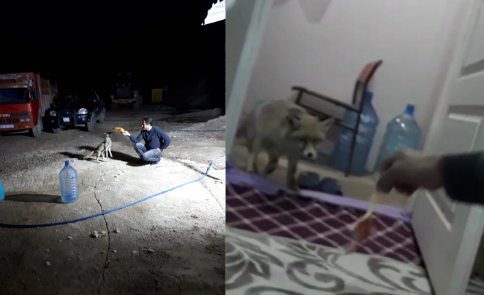 Tilkiyi kendi elleriyle besliyor