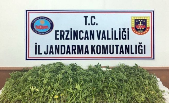 981 kök kenevir imha edildi