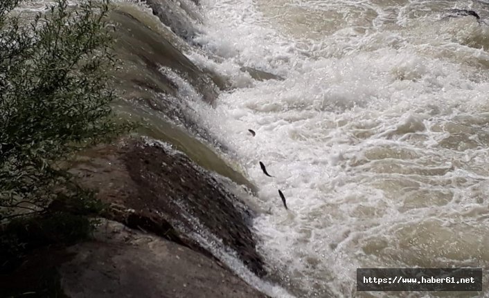  Balıkların üreme göçüne böyle yardım ettiler