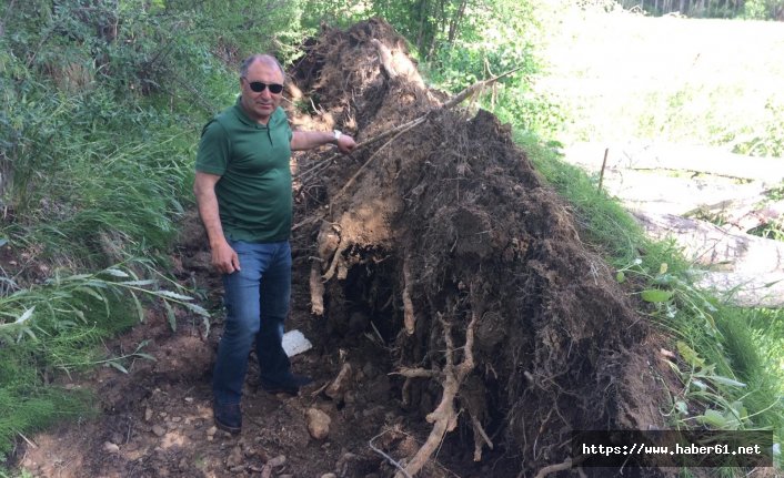 Fırtına ağacı kökünden söktü