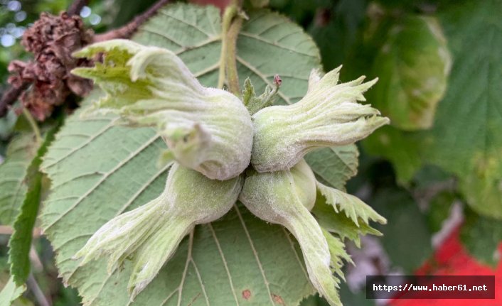 Fındıkta zirai mücadele uyarısı