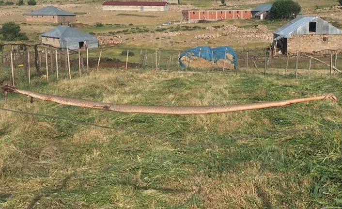 Dev yılan şok etti