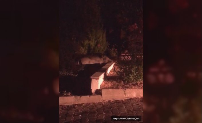 Aç kalan domuzlar yazlıkçılara dadandı