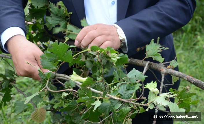 Fındığı dolu vurdu!