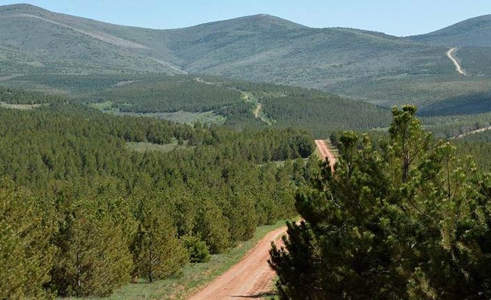 Türkiye ağaçlandırmada dünya üçüncüsü