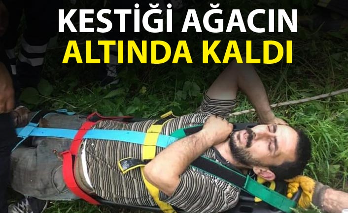 Ulubey’de ağaç kesimi sırasında devrilen ağaç işçiyi yaraladı