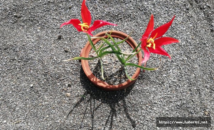Yitik lale gurbetten sılaya döndü 