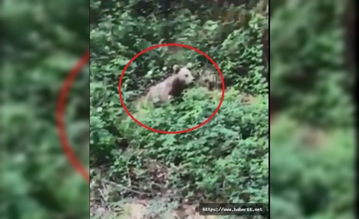  Yiyecek arayan ayı böyle görüntülendi