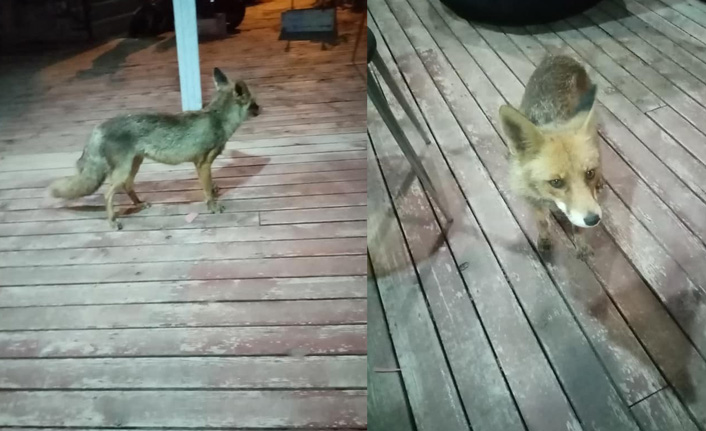 Aç kalan tilki otelde karnını doyuruyor